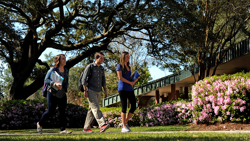 Three students walking across campus with pink azaleas in the background